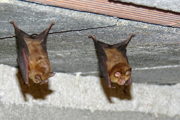 Parc départemental de la Poudrerie